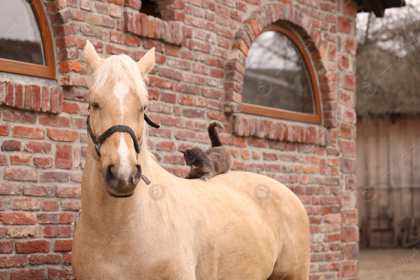 Photo of Adorable cat sitting on horse near brick building outdoors. Lovely domesticated pet