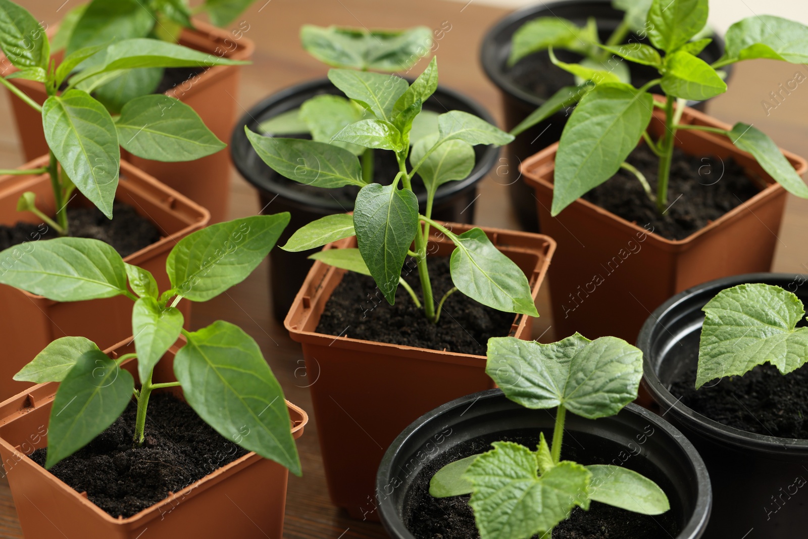 Photo of Seedlings growing in plastic containers with soil on table