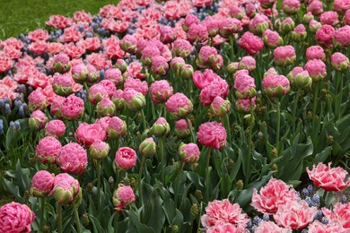 Photo of Many different beautiful flowers growing outdoors. Spring season