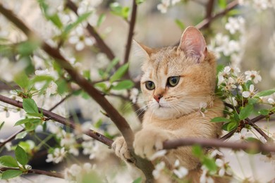 Photo of Cute cat among blossoming spring tree branches outdoors