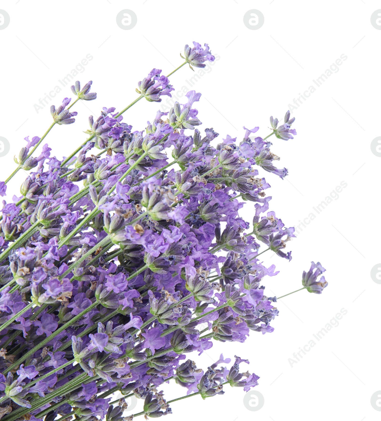 Photo of Beautiful tender lavender flowers on white background
