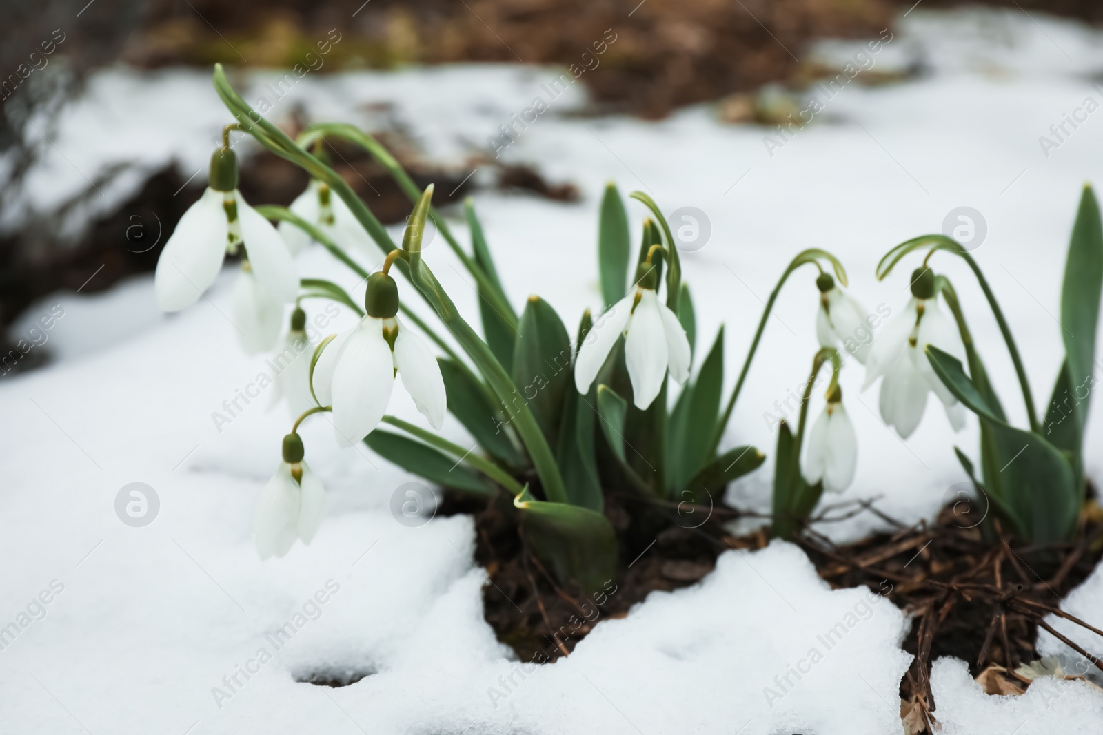 Photo of Beautiful blooming snowdrops growing outdoors. Spring flowers