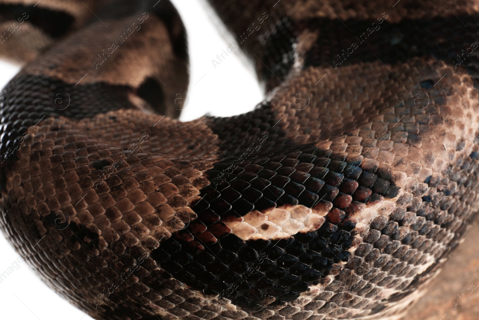 Photo of Closeup view of brown boa constrictor. Exotic snake