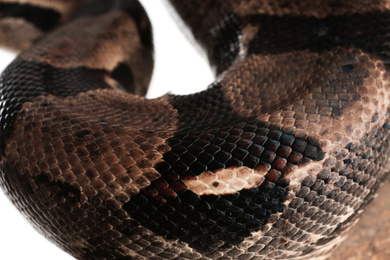 Photo of Closeup view of brown boa constrictor. Exotic snake