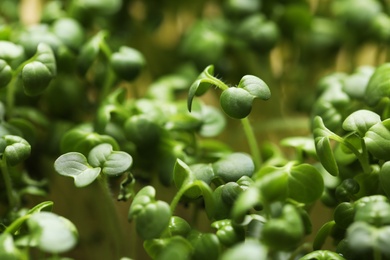Photo of Sprouted arugula seeds as background, closeup view