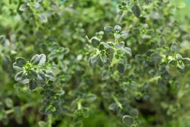 Photo of Aromatic fresh green thyme as background, closeup