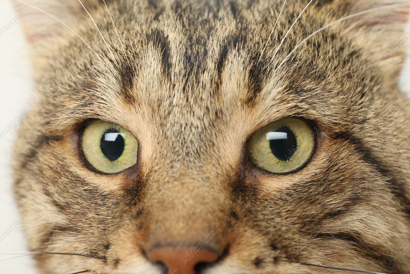 Photo of Closeup view of tabby cat with beautiful light green eyes