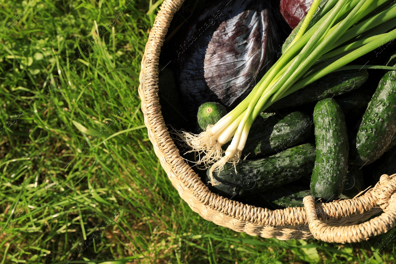 Photo of Tasty vegetables in wicker basket on green grass, top view. Space for text