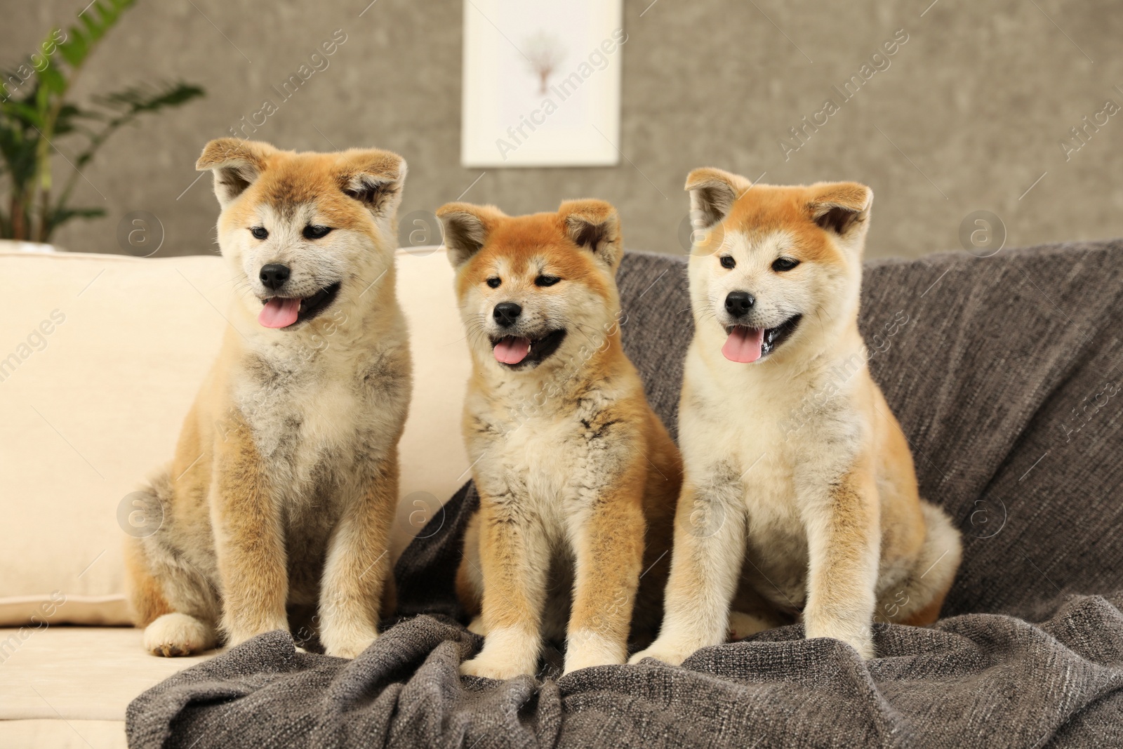 Photo of Cute akita inu puppies on sofa in living room