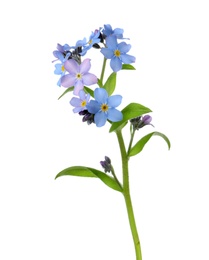 Photo of Amazing spring forget-me-not flowers on white background