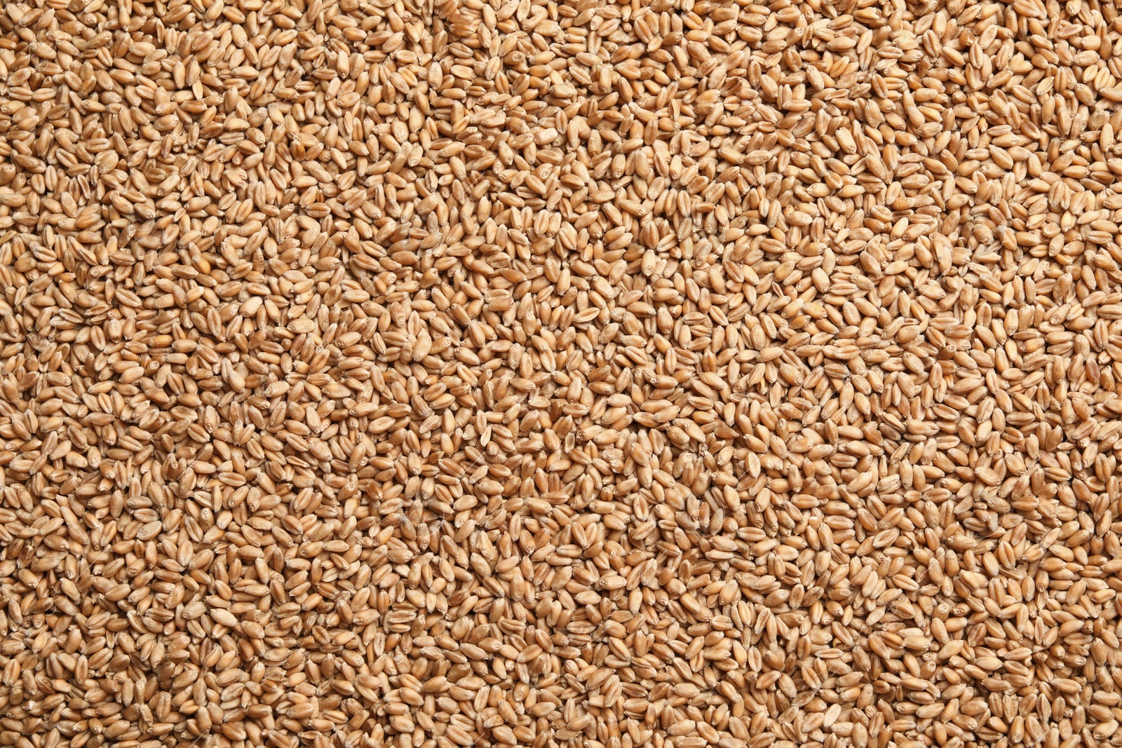 Photo of Heap of wheat grains as background, top view