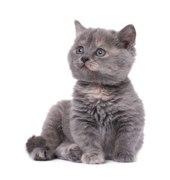 Cute little grey kitten sitting on white background