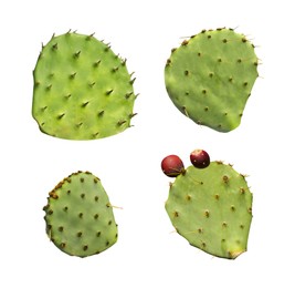 Image of Opuntia cactus pads on white background, set