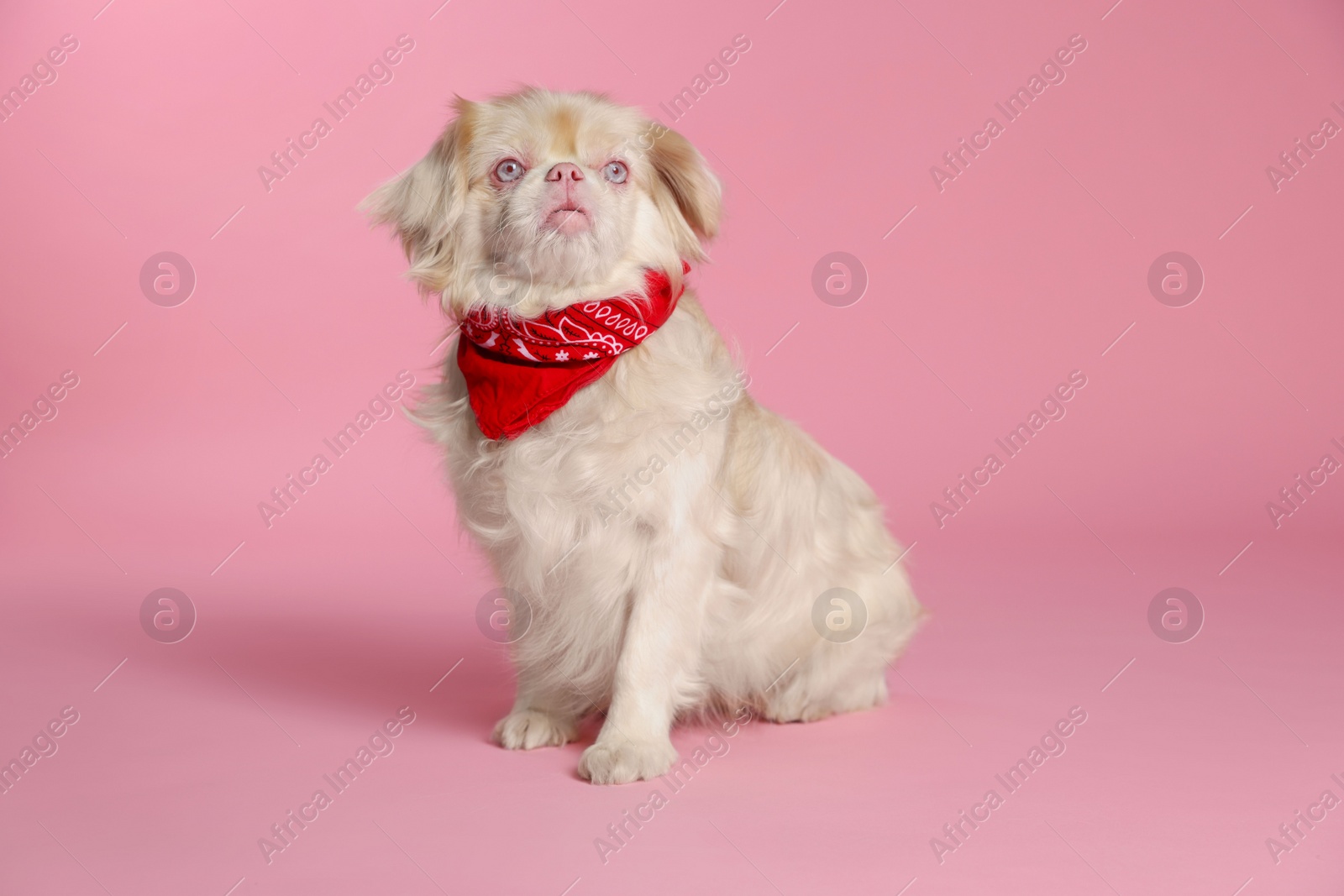 Photo of Cute Pekingese dog with bandana on pink background