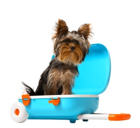 Photo of Adorable Yorkshire terrier in blue suitcase on white background. Cute dog