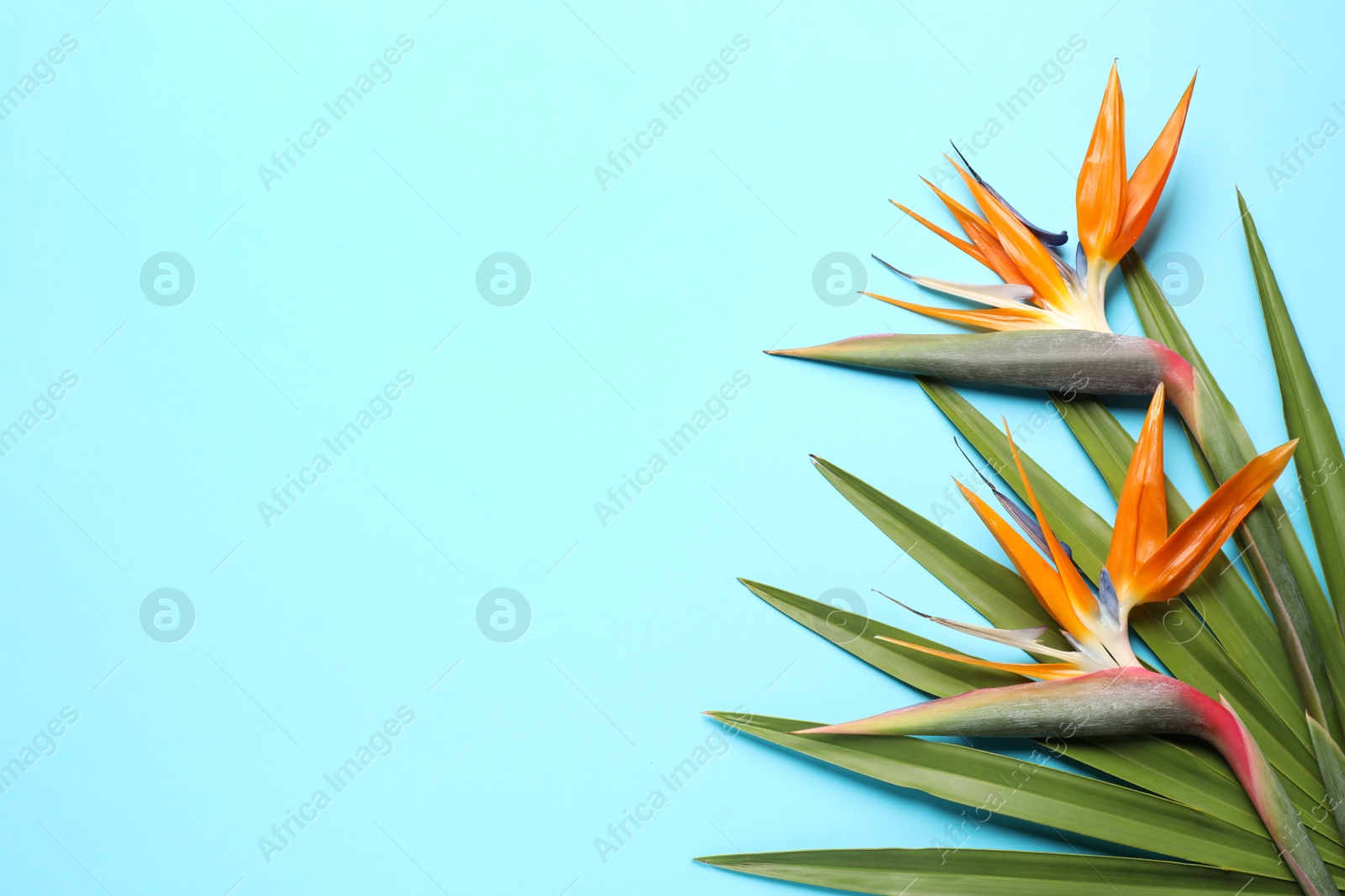 Photo of Flat lay composition with Bird of Paradise tropical flowers on light blue background, space for text