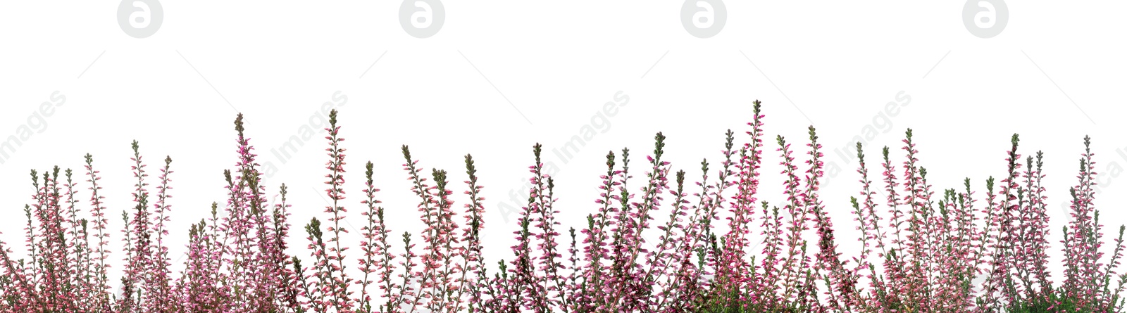 Image of Heather with beautiful flowers on white background. Banner design