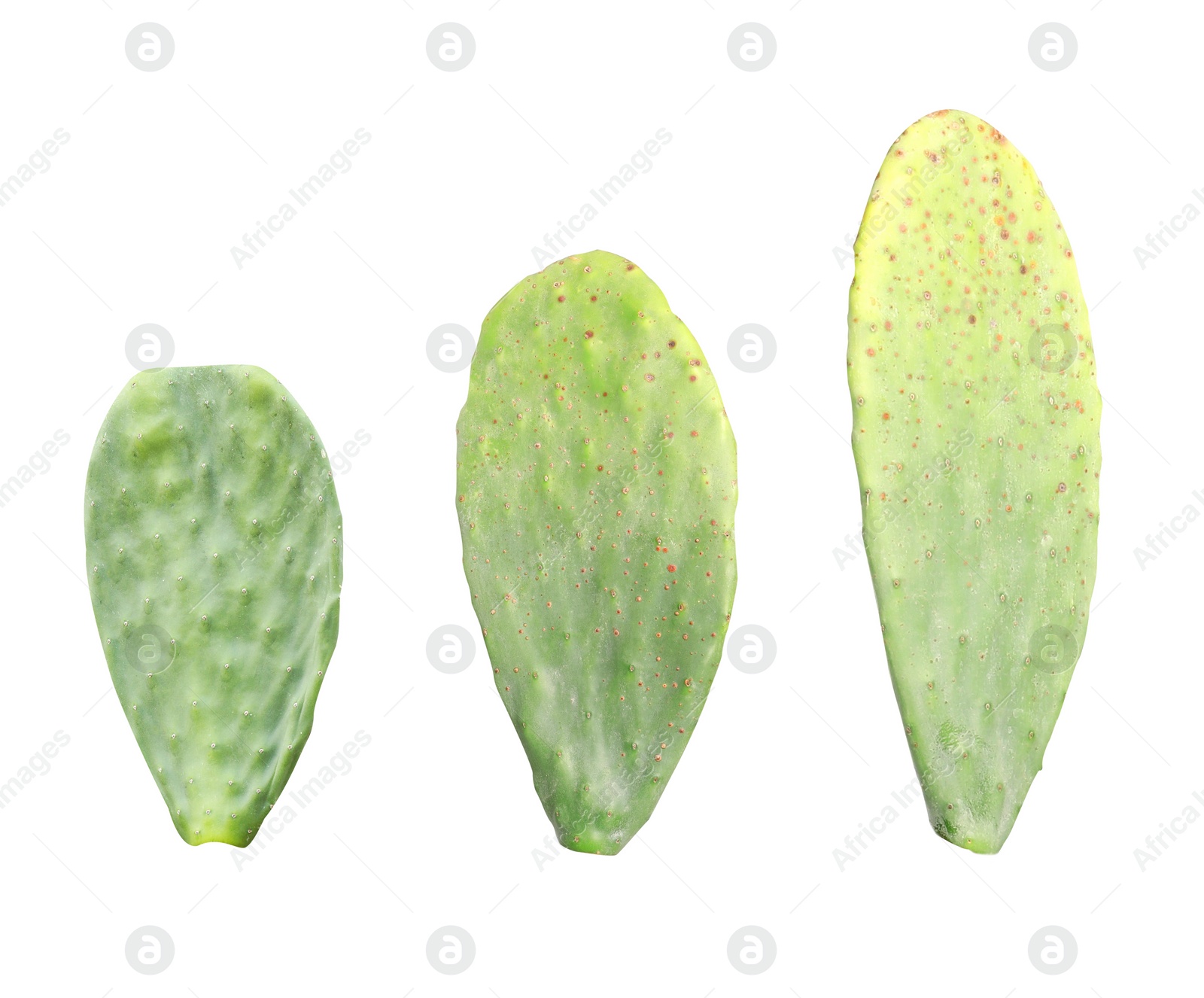 Image of Many Opuntia cactus pads on white background