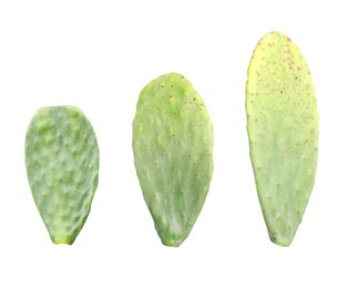 Image of Many Opuntia cactus pads on white background