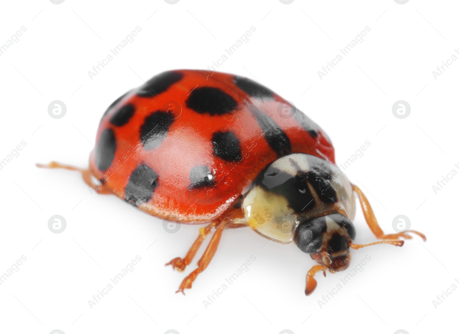 Photo of One beautiful red ladybug isolated on white