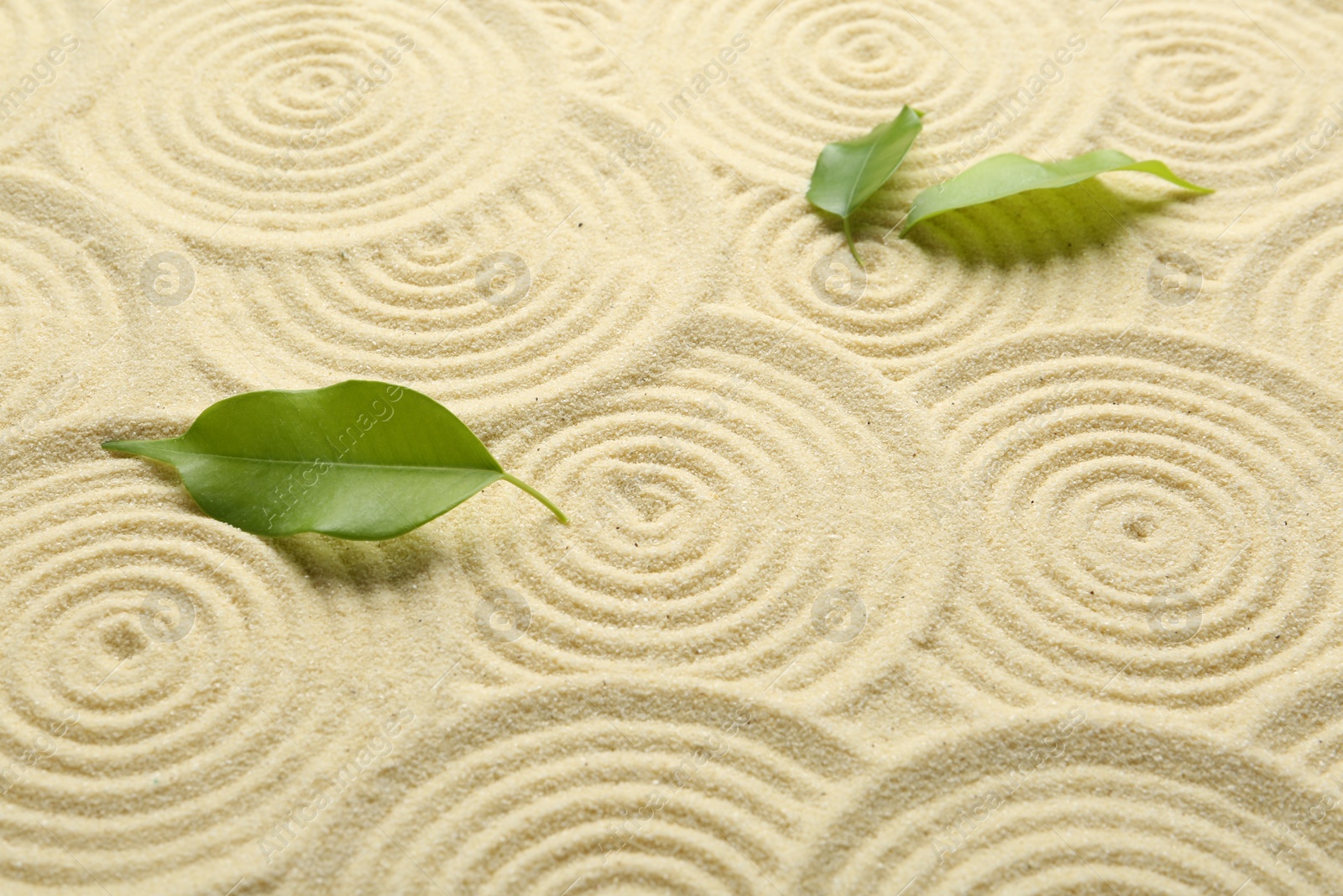 Photo of Zen rock garden. Circle patterns and green leaves on beige sand