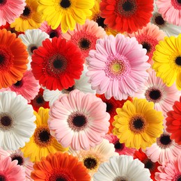 Image of Many different beautiful gerbera flowers as background