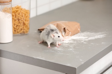 Photo of Rat near gnawed bag of flour on kitchen counter. Household pest