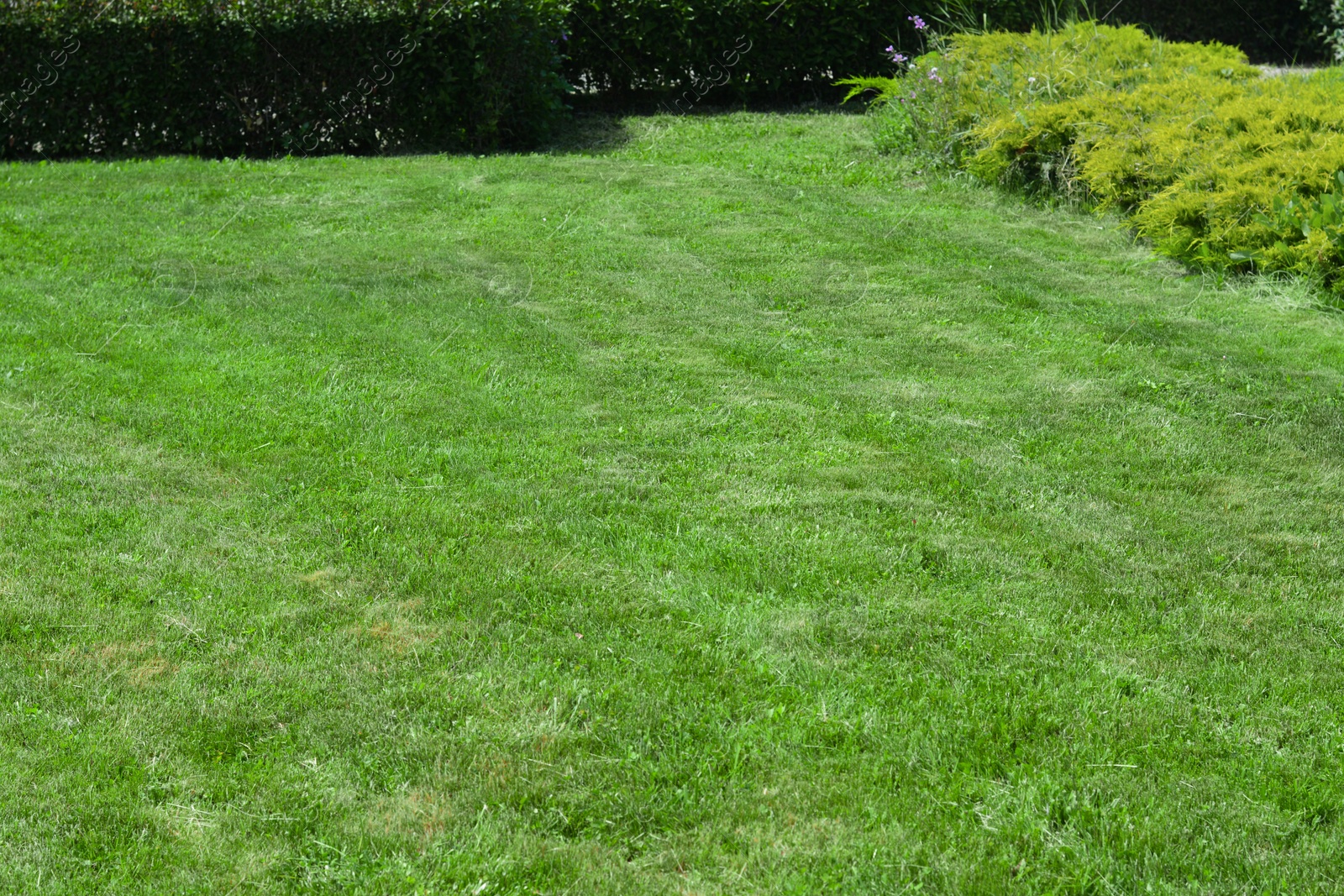 Photo of Beautiful yard with green lawn and shrubbery