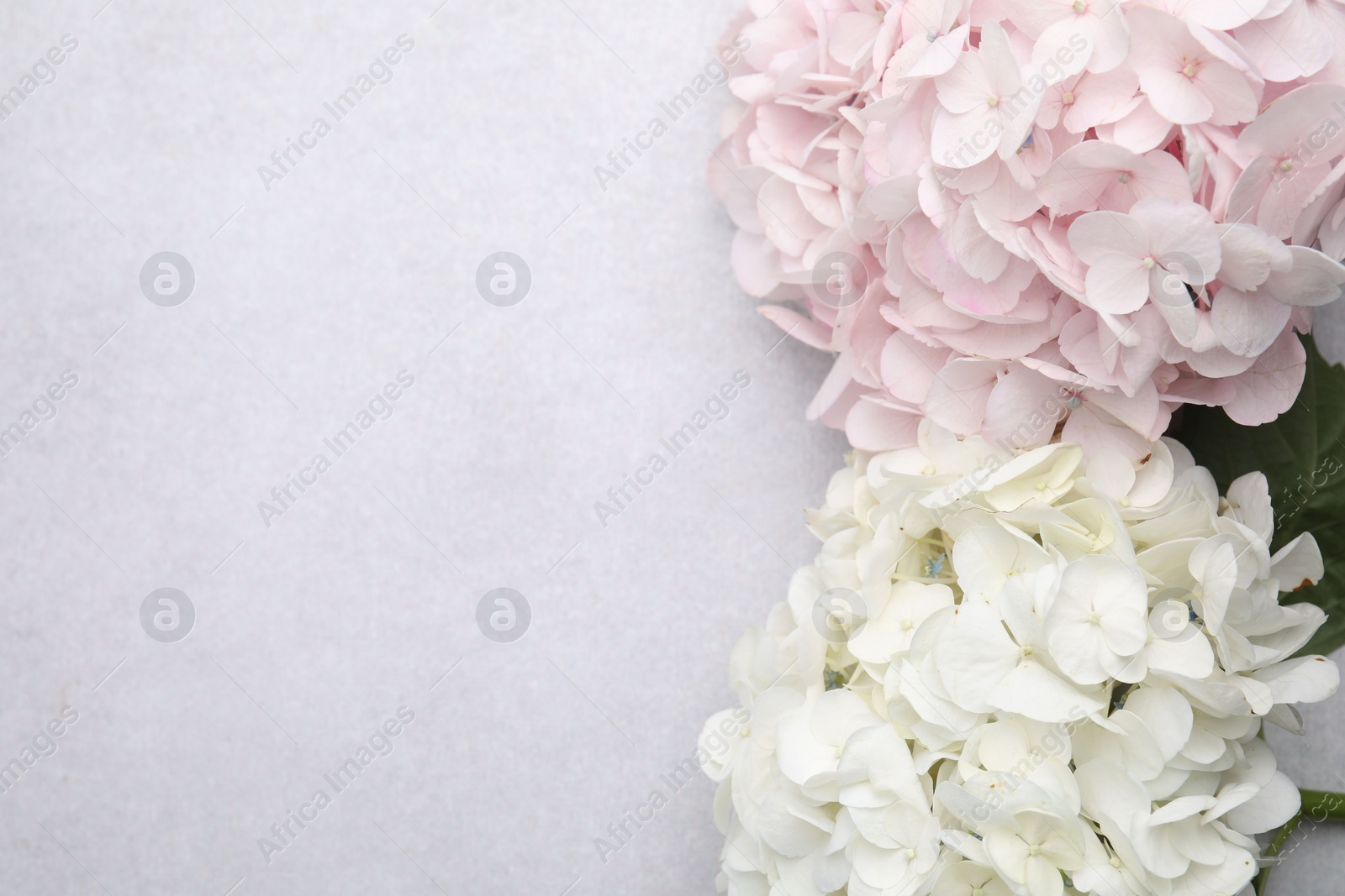 Photo of Beautiful pastel hydrangea flowers on light textured background, top view. Space for text