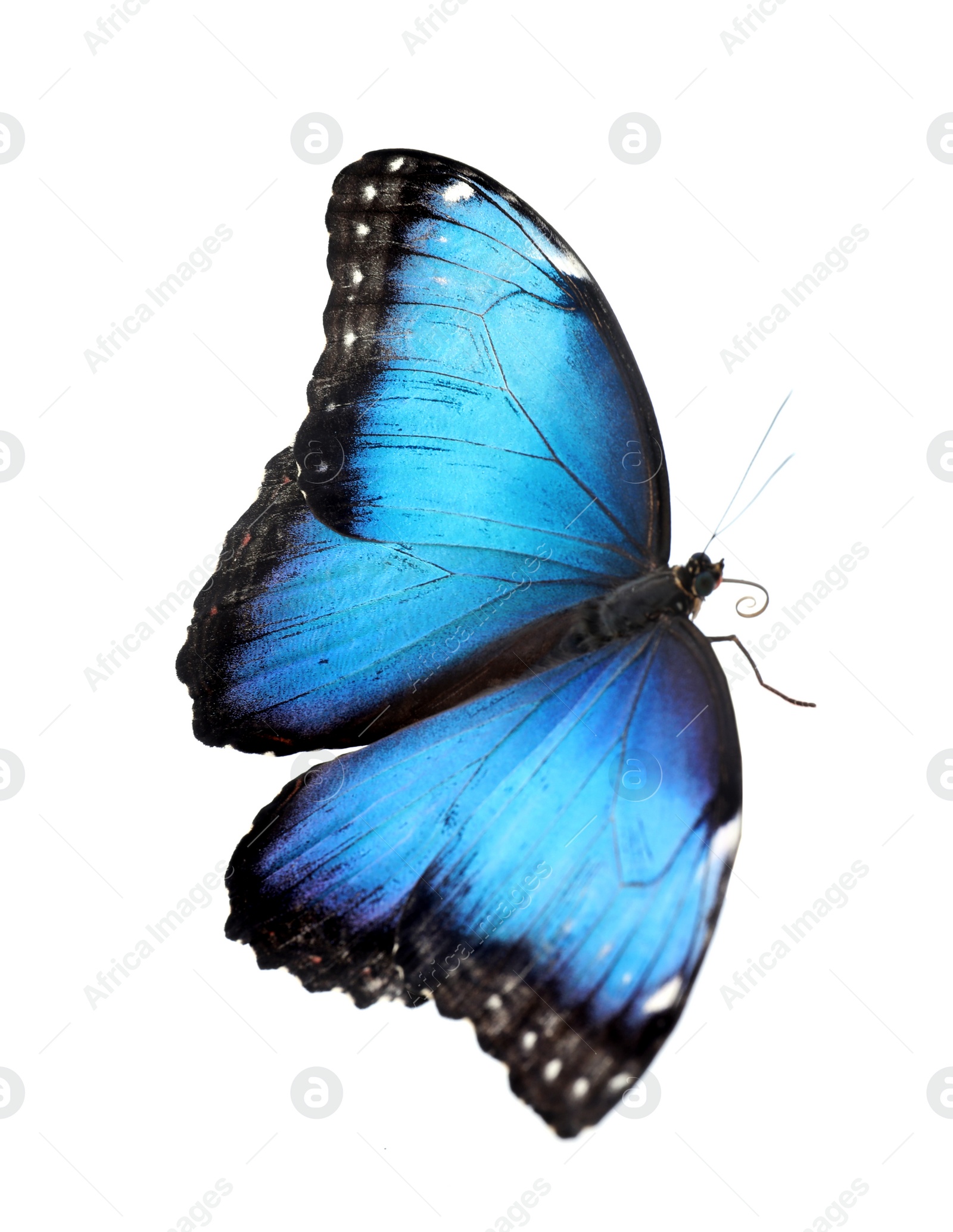 Photo of Beautiful common morpho butterfly isolated on white