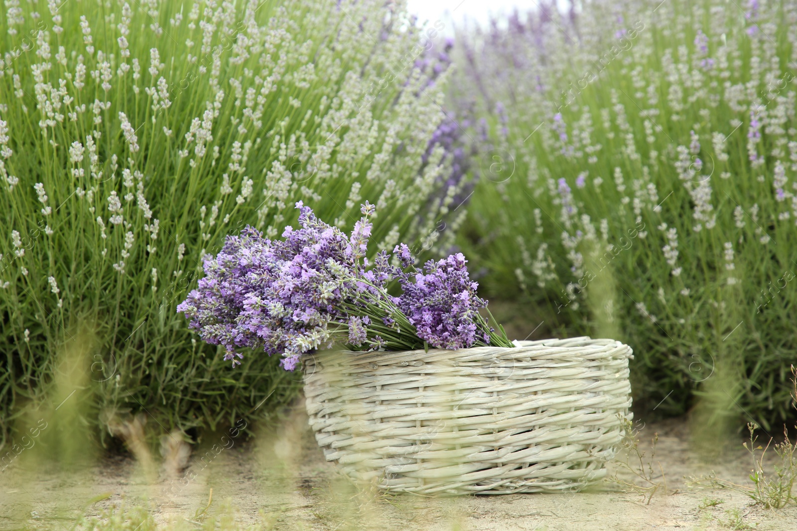 Photo of Wicker basket with beautiful lavender flowers in field