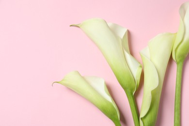 Photo of Beautiful calla lily flowers on pink background, flat lay. Space for text