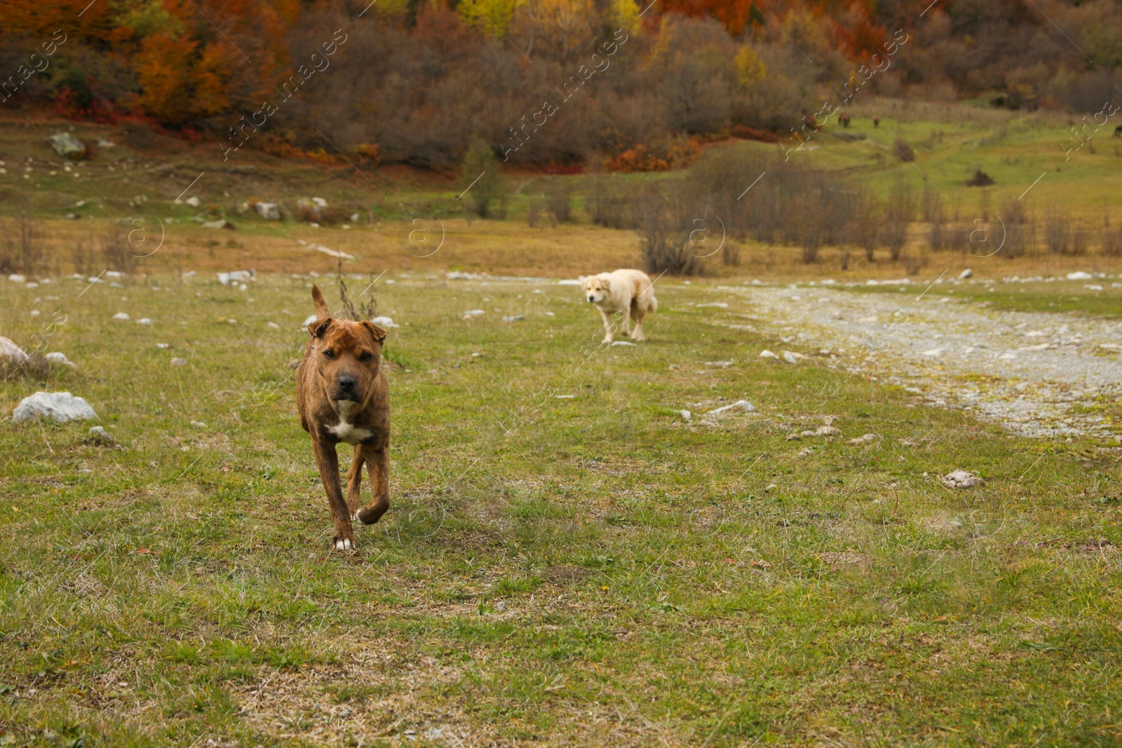 Photo of Cute dogs walking in mountains on sunny day