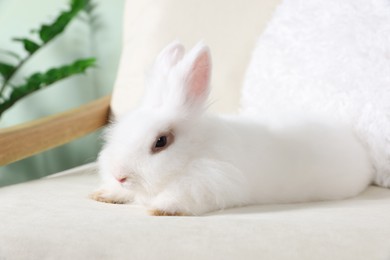 Photo of Fluffy white rabbit on sofa indoors. Cute pet