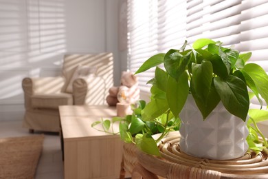 Photo of Beautiful houseplant on wooden table in room, space for text