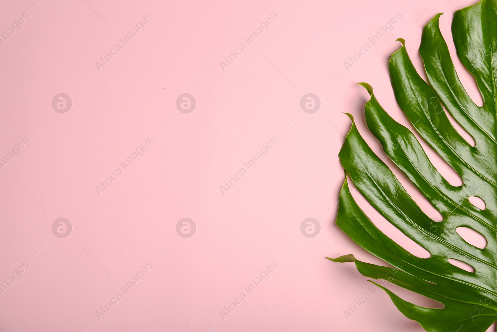 Photo of Fresh tropical monstera leaf on color background, top view
