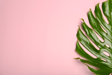 Fresh tropical monstera leaf on color background, top view