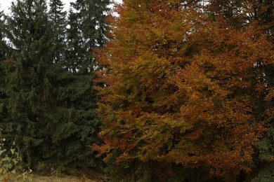 Beautiful view of trees with color leaves in autumn