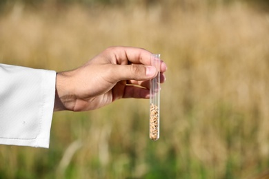 Photo of Agronomist holding test tube with wheat grains in field, closeup. Cereal farming