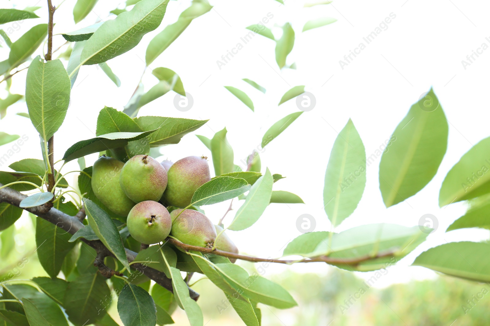 Photo of Ripe pears on tree branch in garden