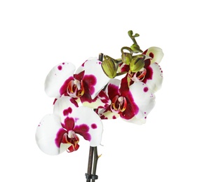 Photo of Beautiful orchid flower on white background. Tropical plant