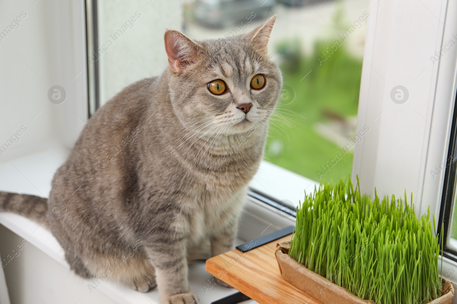 Photo of Cute cat near fresh green grass on windowsill indoors