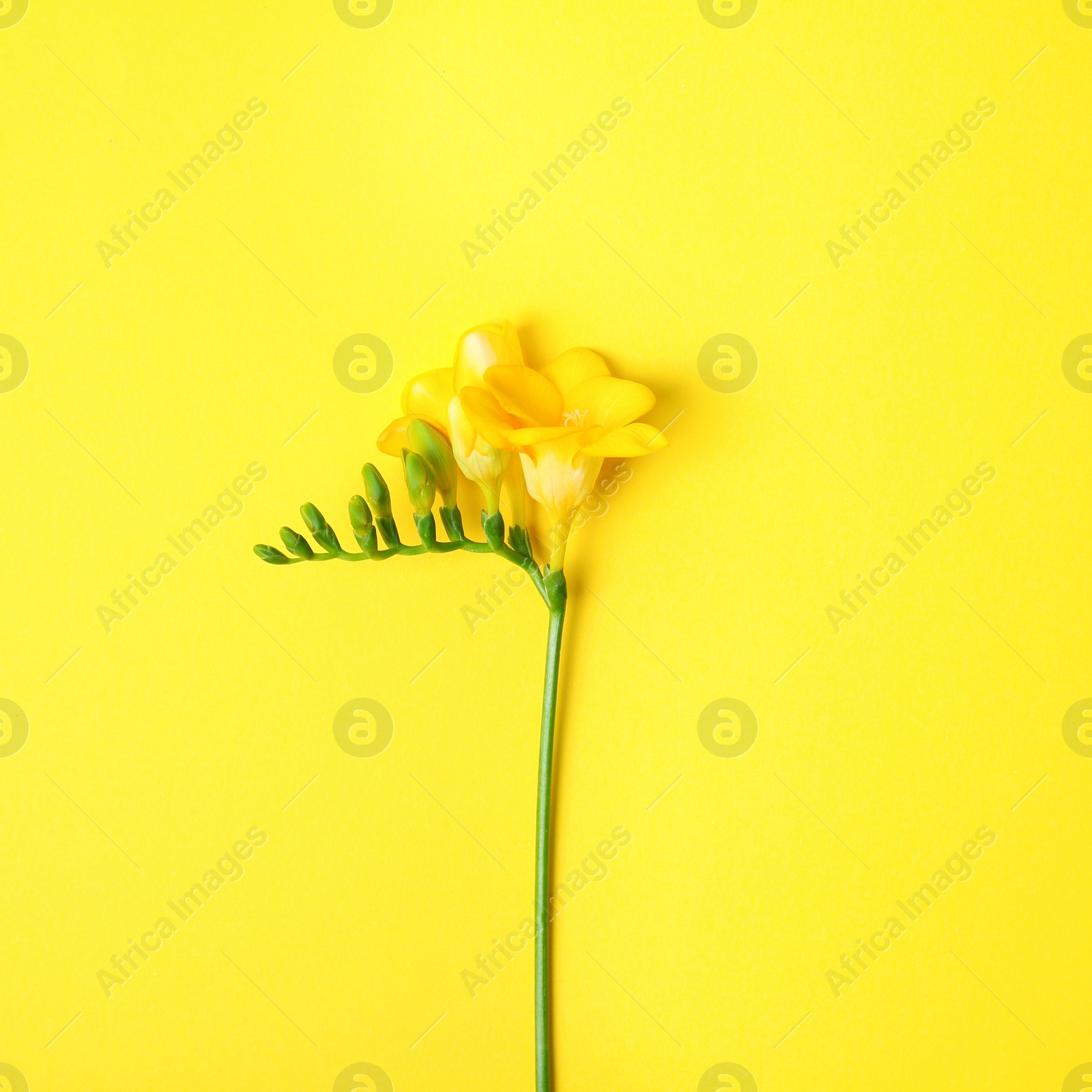 Photo of Beautiful freesia on color background