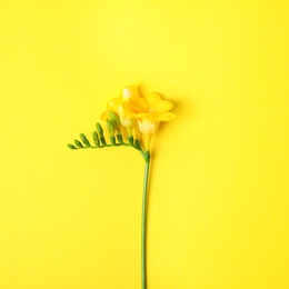 Photo of Beautiful freesia on color background