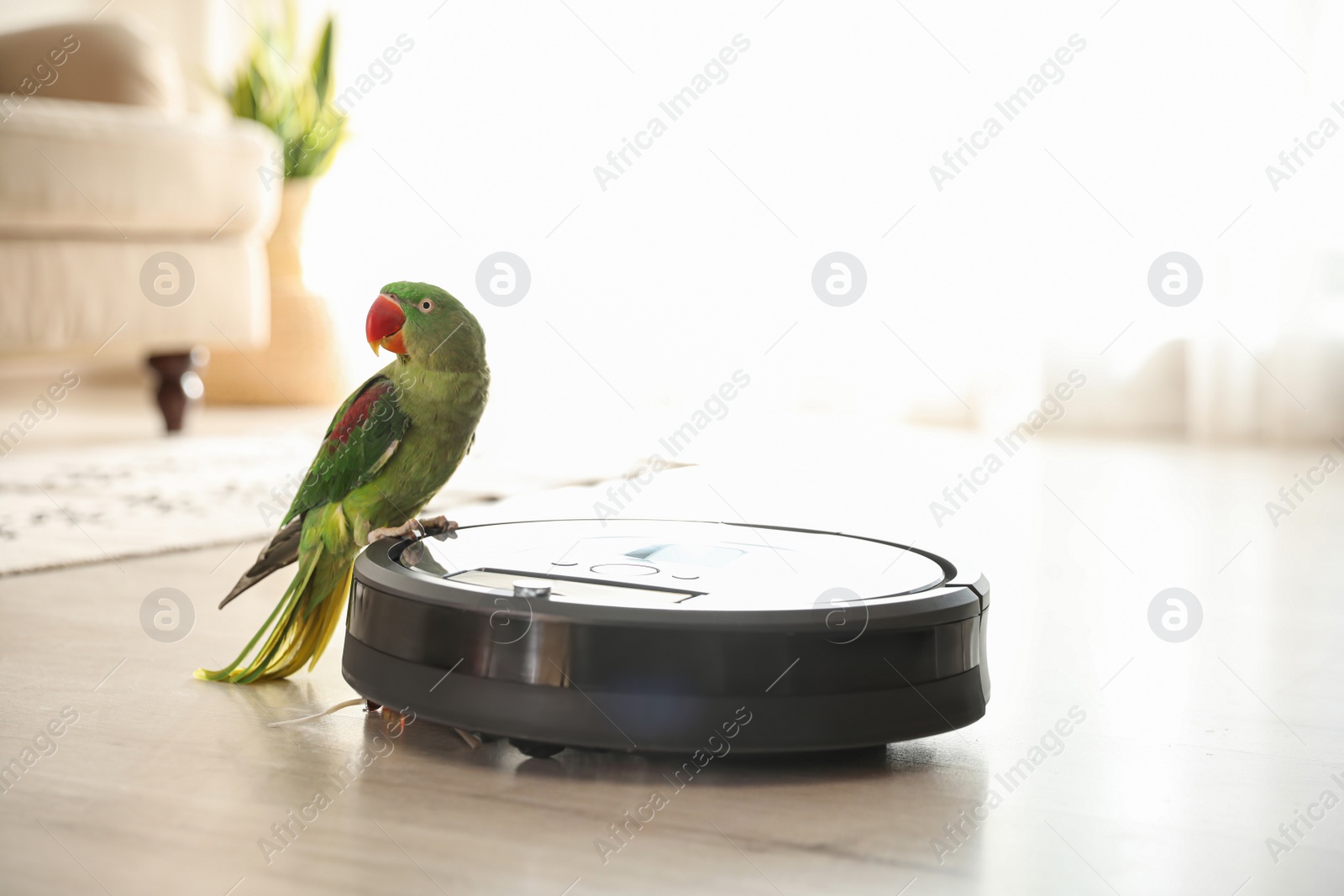 Photo of Modern robotic vacuum cleaner and Alexandrine parakeet on floor indoors