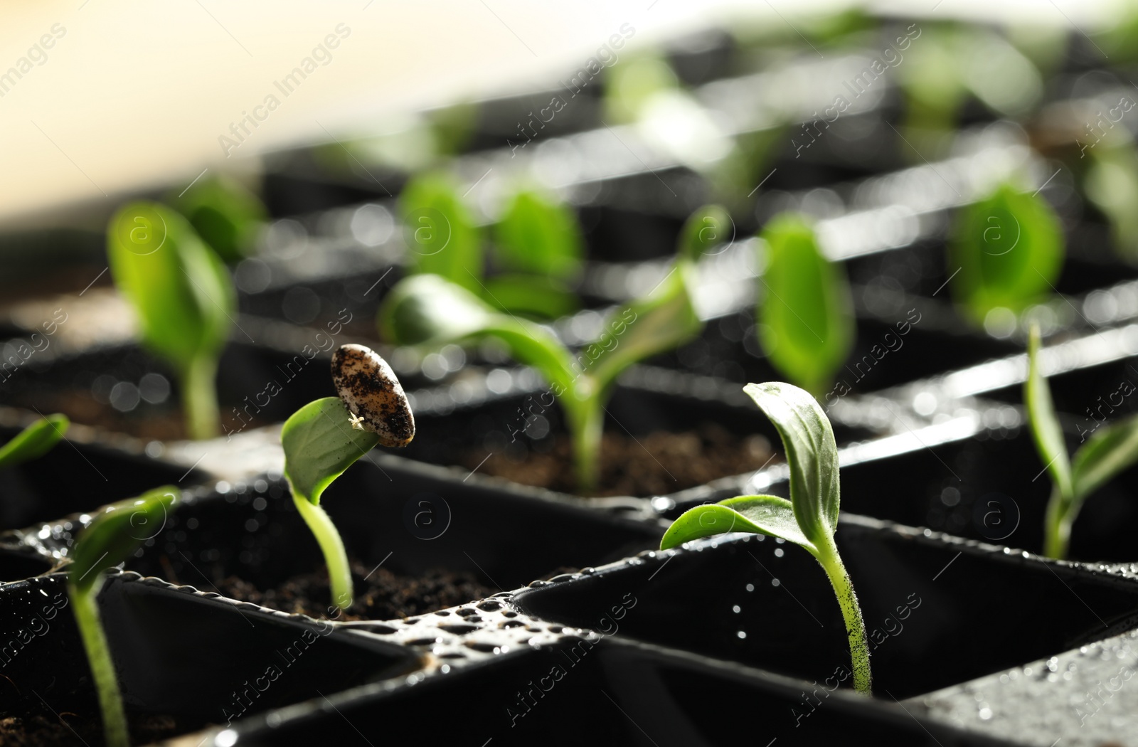 Photo of Seedling tray with young vegetable sprouts, closeup