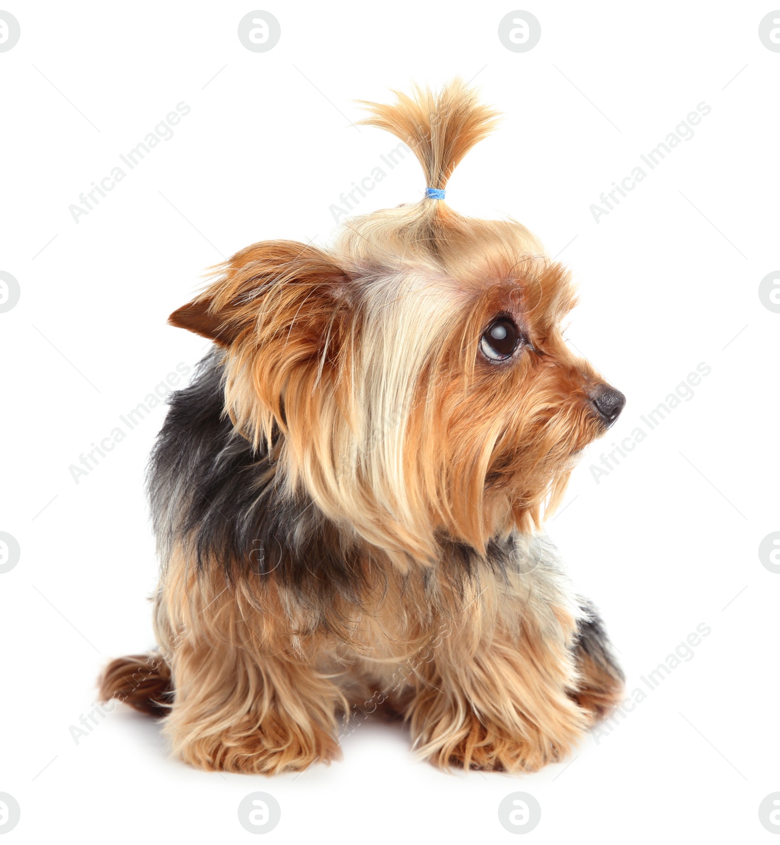 Photo of Yorkshire terrier isolated on white. Happy dog