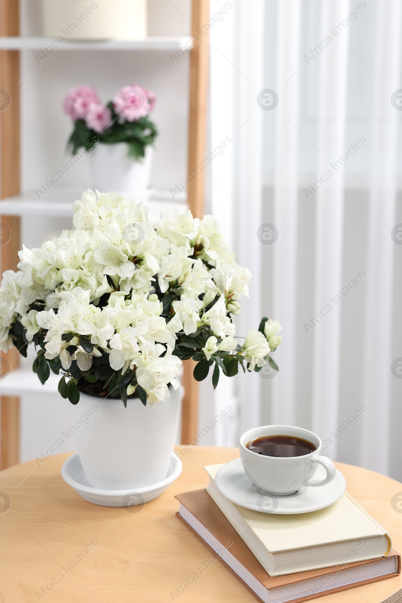 Photo of Beautiful azalea plant in flower pot, cup of coffee and books on wooden table in room