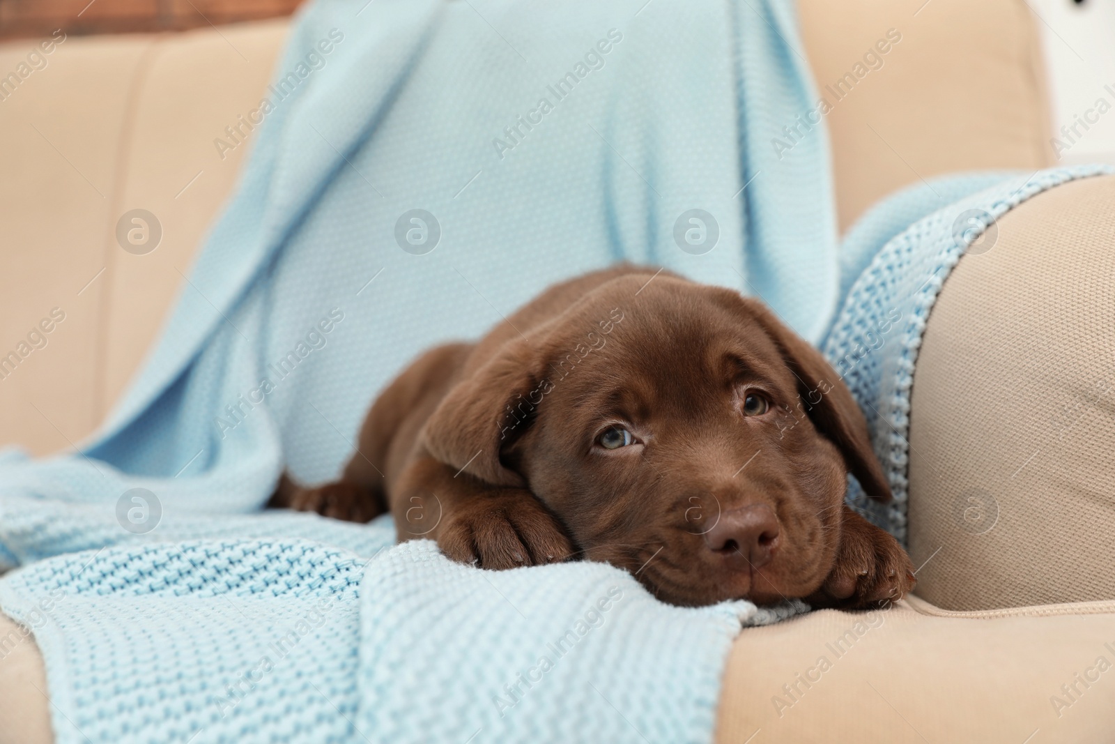 Photo of Chocolate Labrador Retriever puppy with blanket on sofa indoors