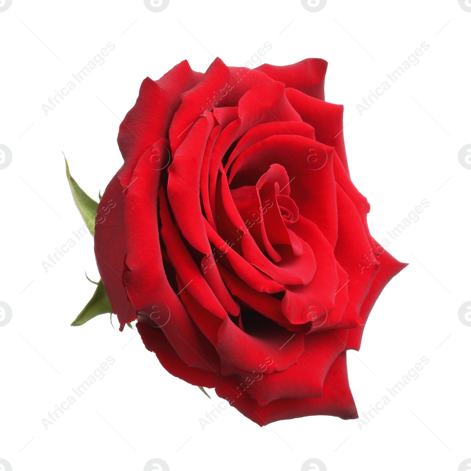 Photo of Beautiful fresh red rose isolated on white